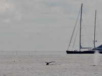 54301RoCrLe - Gatherall's Puffin - Whale Watch - Bay Bulls.jpg